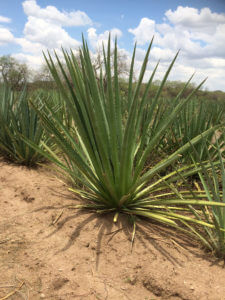 Agave angustifolia var. pacifica
