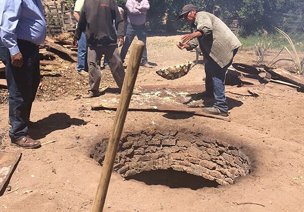 Roasting the Pina Cores of Agave in underground oven