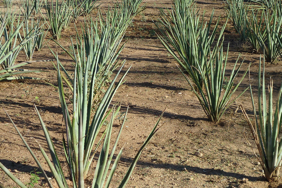 Rows of three year old agave Pacifica