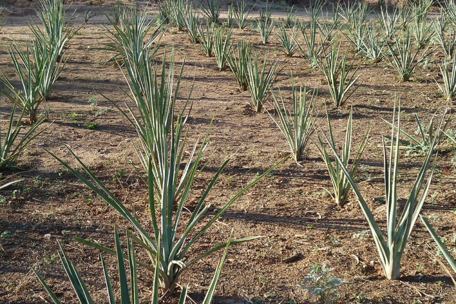 agave planting in sonora mexico