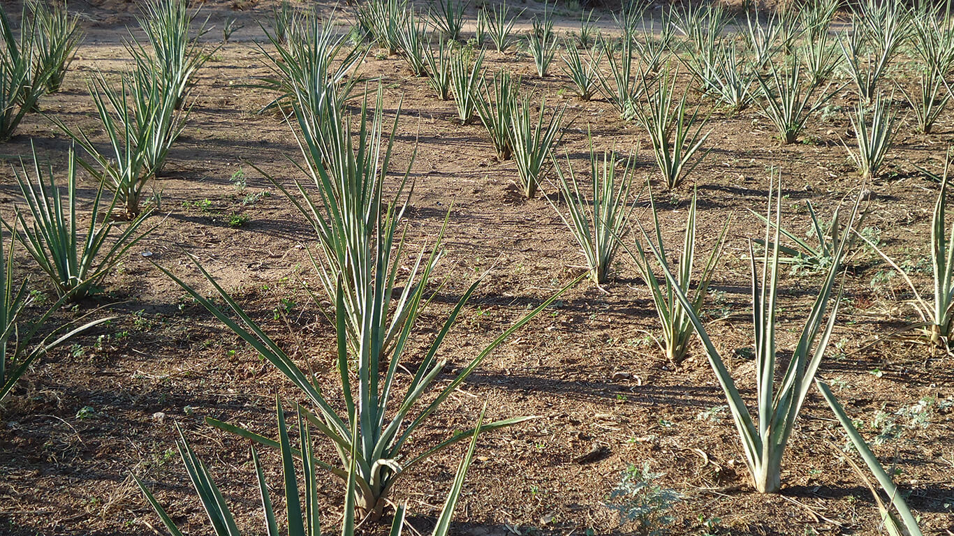 Planting agave at Rancho La Colorada