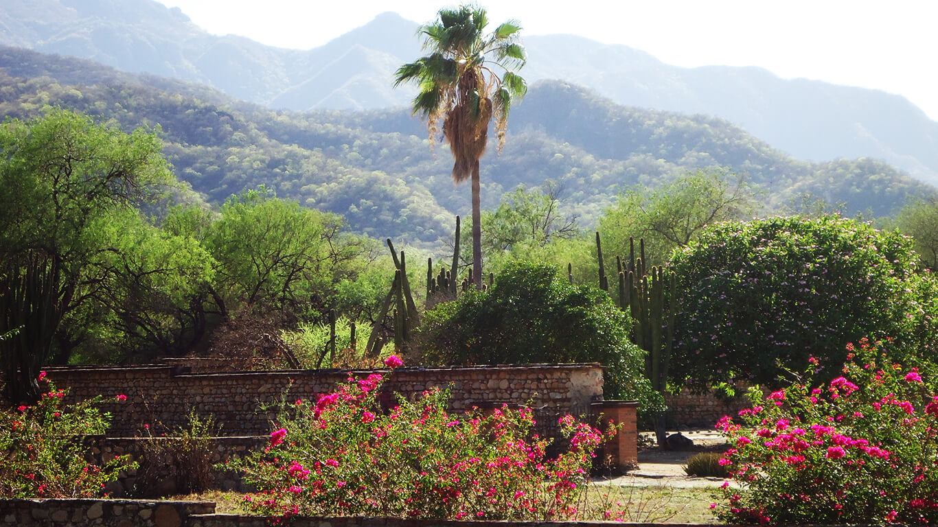 Flowers and hills on the Rancho La Colorada