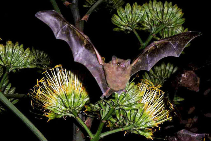 Amigo Brands Supports the Efforts of Bat Conservation International