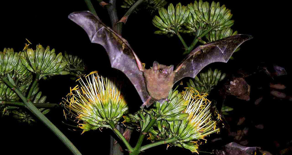 Amigo Brands Supports the Efforts of Bat Conservation International