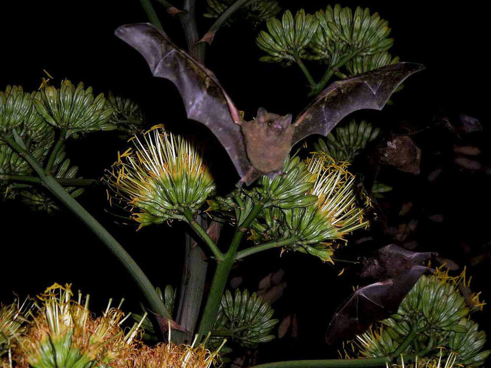 Bat Pollination agave